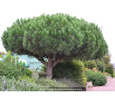 PINUS pinea