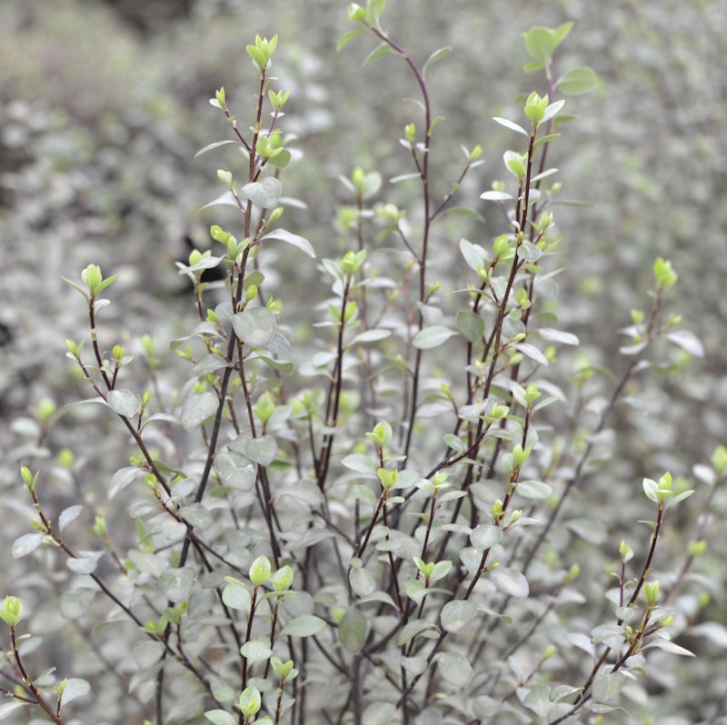 PITTOSPORUM tenuifolium 'Green Elf', persistant Pépinière du Penthièvre