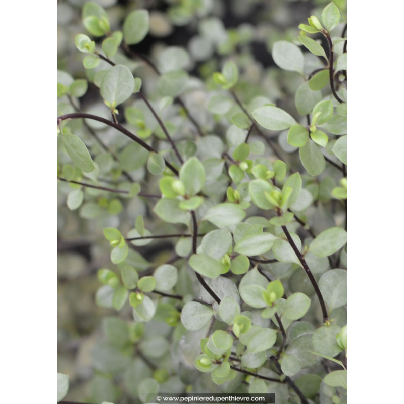 PITTOSPORUM tenuifolium 'Green Elf'