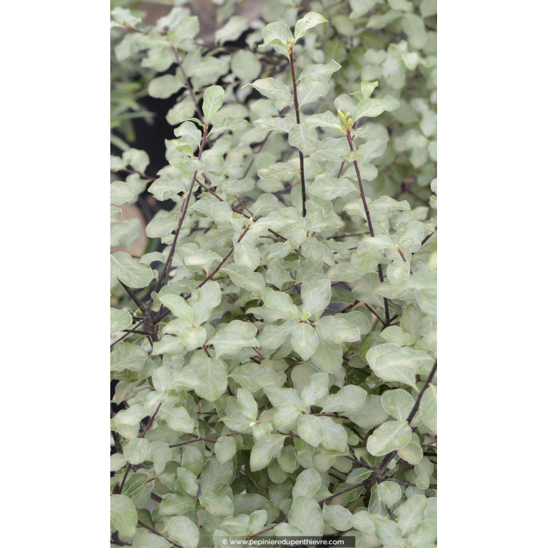 PITTOSPORUM tenuifolium 'Wrinkled Blue'