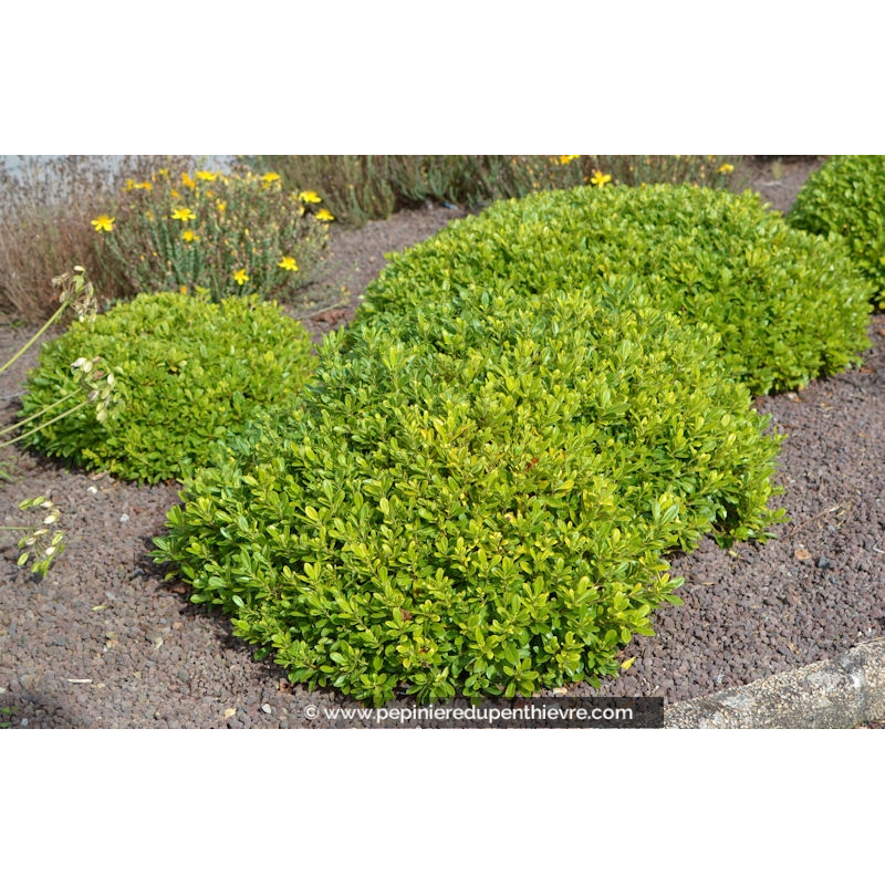 PITTOSPORUM tobira 'Nana'