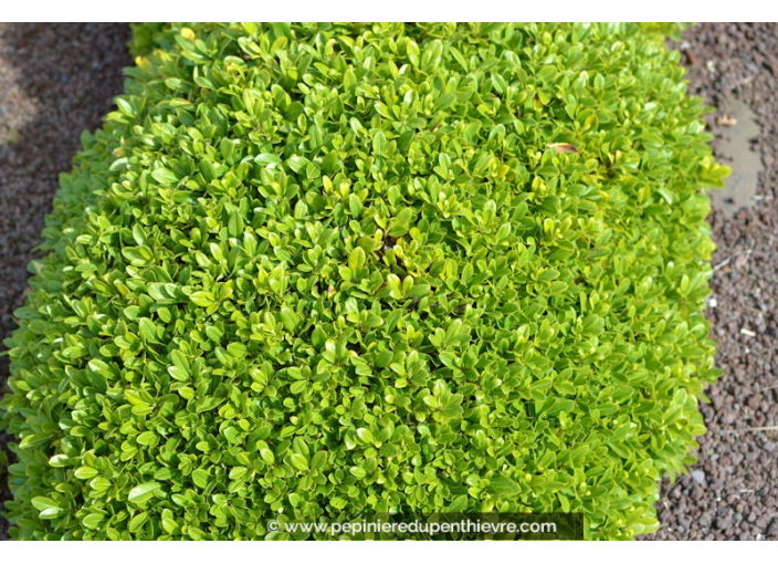 PITTOSPORUM tobira 'Nana'