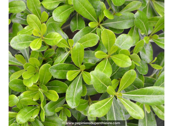PITTOSPORUM tobira 'Nana'