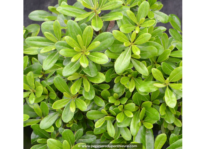 PITTOSPORUM tobira 'Nana'