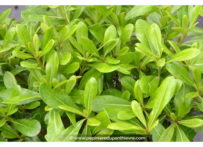 PITTOSPORUM tobira 'Nana'