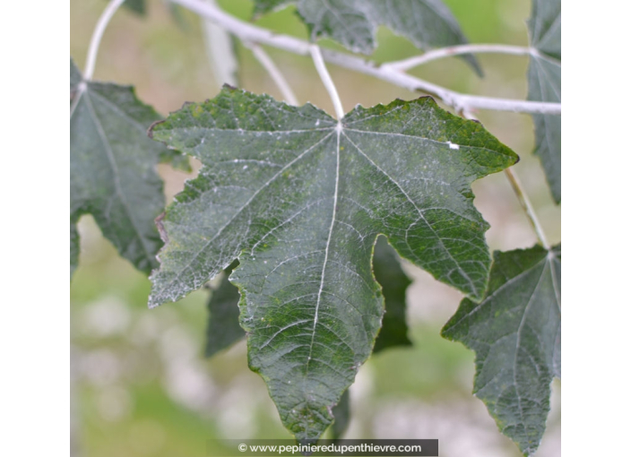 POPULUS alba 'nivea' POPULUS alba 'nivea'