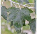 POPULUS alba 'nivea' POPULUS alba 'nivea'