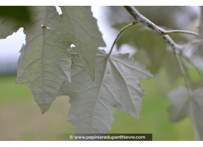 POPULUS alba 'nivea' POPULUS alba 'nivea'