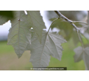 POPULUS alba 'nivea' POPULUS alba 'nivea'
