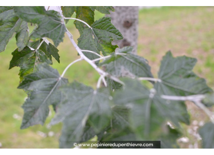POPULUS alba 'nivea' POPULUS alba 'nivea'