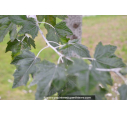 POPULUS alba 'nivea' POPULUS alba 'nivea'