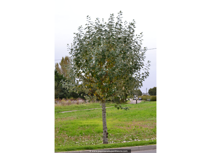 POPULUS alba 'nivea' POPULUS alba 'nivea'