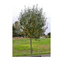 POPULUS alba 'nivea' POPULUS alba 'nivea'
