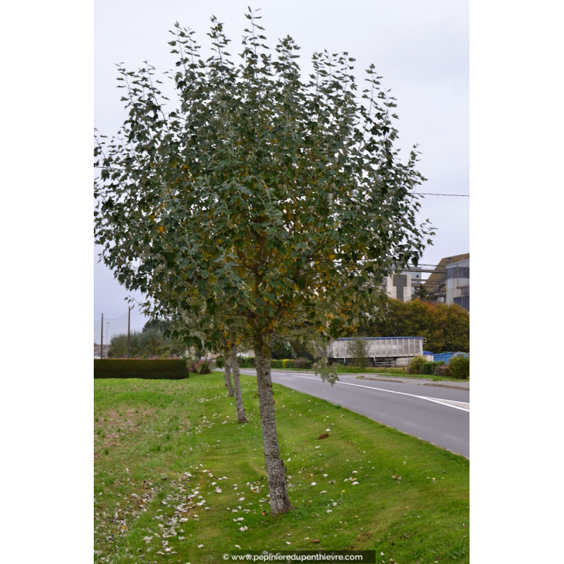 POPULUS alba 'nivea'