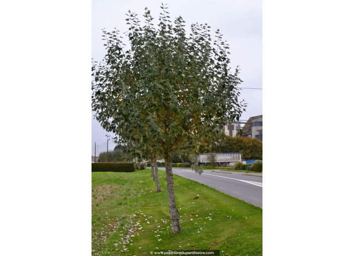 POPULUS alba 'nivea'