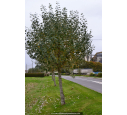 POPULUS alba 'nivea' POPULUS alba 'nivea'