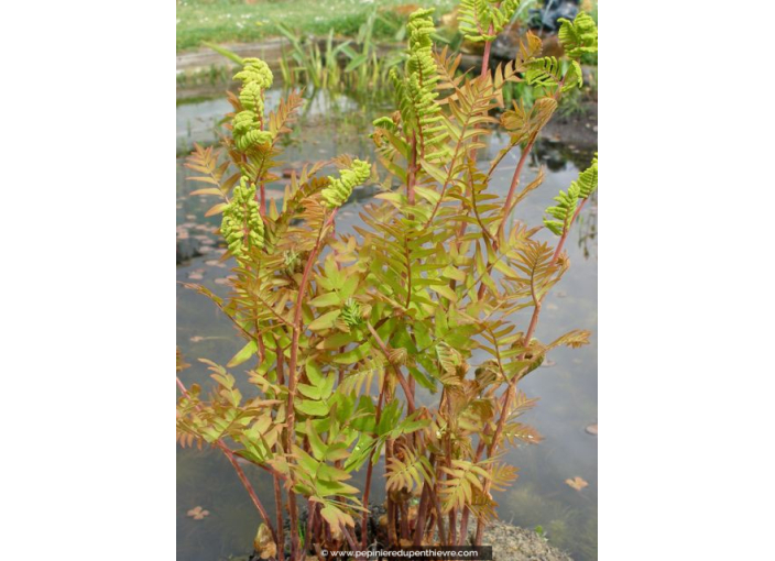 OSMUNDA regalis