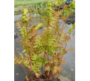 OSMUNDA regalis