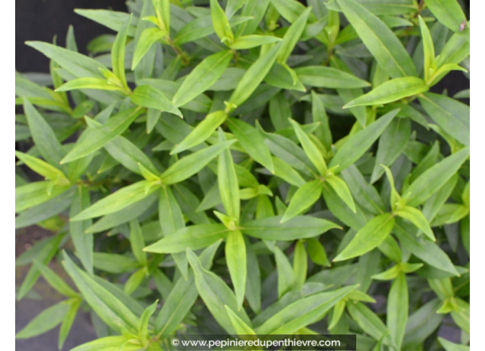 PENSTEMON hybride 'Gloire des 4 rues'