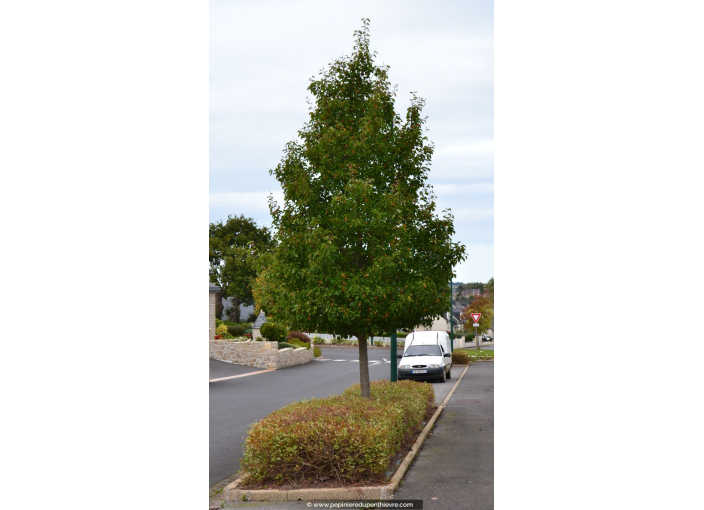 PYRUS calleryana 'Chanticleer' - Été