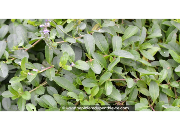 PARAHEBE 'Kenty Pink'