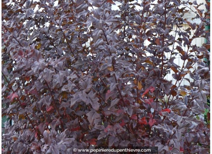 PHYSOCARPUS opulifolius 'Diable d'Or®' PHYSOCARPUS opulifolius 'Diable d'Or®'