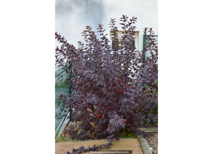 PHYSOCARPUS opulifolius 'Diable d'Or®' PHYSOCARPUS opulifolius 'Diable d'Or®'