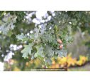 QUERCUS robur