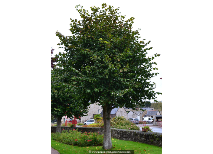 TILIA platyphyllos