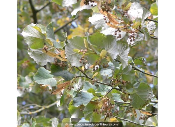 TILIA tomentosa 'Brabant'