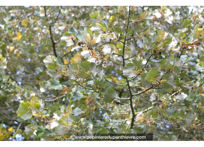 TILIA tomentosa 'Brabant'