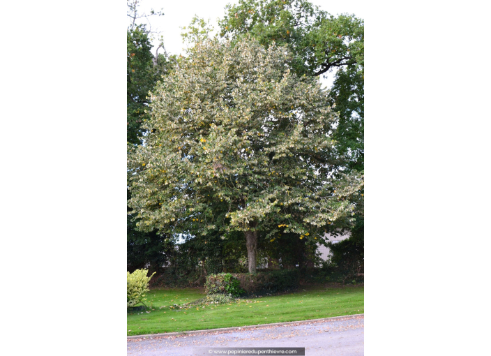 TILIA tomentosa 'Brabant'