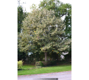 TILIA tomentosa 'Brabant'