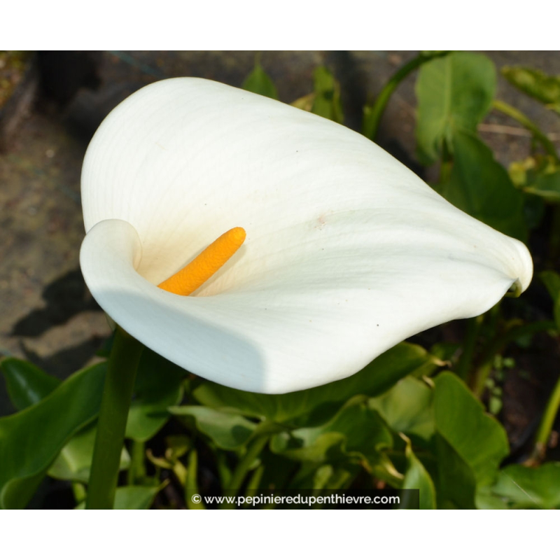 ZANTEDESCHIA aethiopica