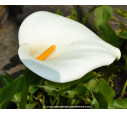 ZANTEDESCHIA aethiopica