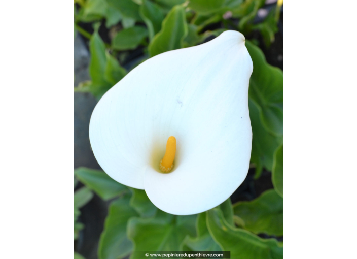 ZANTEDESCHIA aethiopica