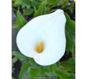ZANTEDESCHIA aethiopica