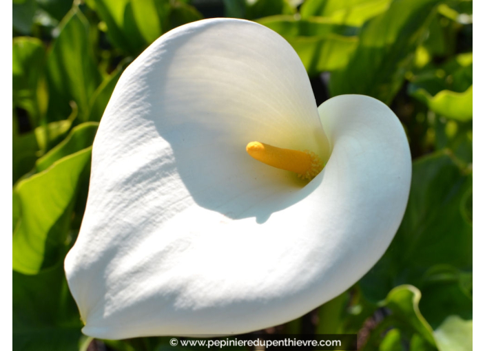 ZANTEDESCHIA aethiopica
