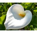 ZANTEDESCHIA aethiopica