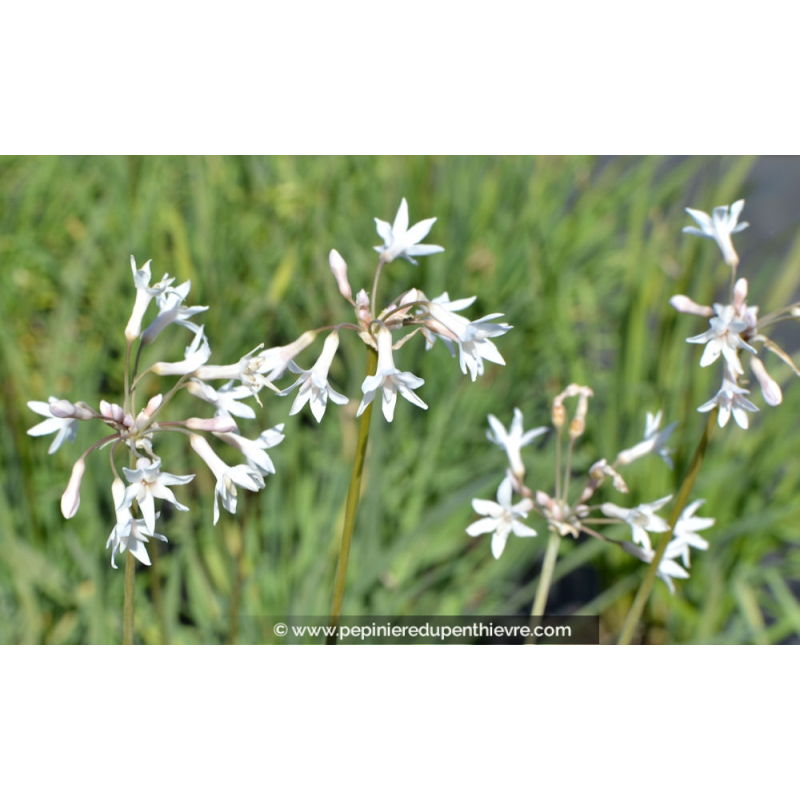 TULBAGHIA violacea 'Alba'