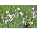 TULBAGHIA violacea 'Alba' TULBAGHIA violacea 'Alba'