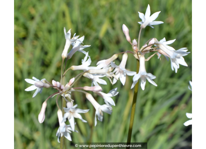 TULBAGHIA violacea 'Alba' TULBAGHIA violacea 'Alba'
