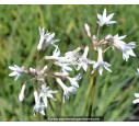 TULBAGHIA violacea 'Alba' TULBAGHIA violacea 'Alba'