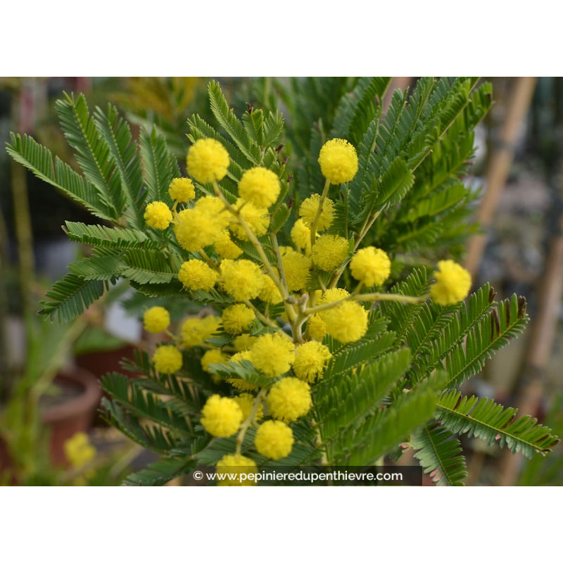 ACACIA dealbata (de bouture)