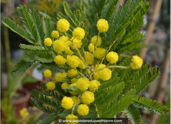 ACACIA dealbata (de bouture)