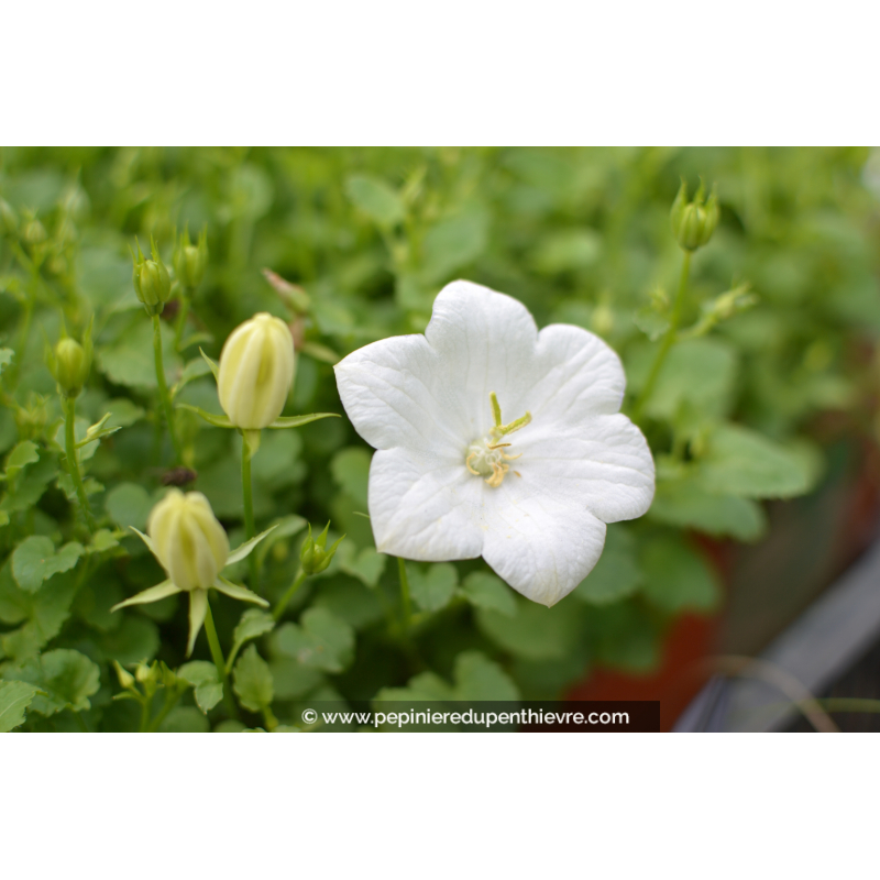 CAMPANULA carpatica 'Weisse Clips'