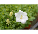 CAMPANULA carpatica 'Weisse Clips'