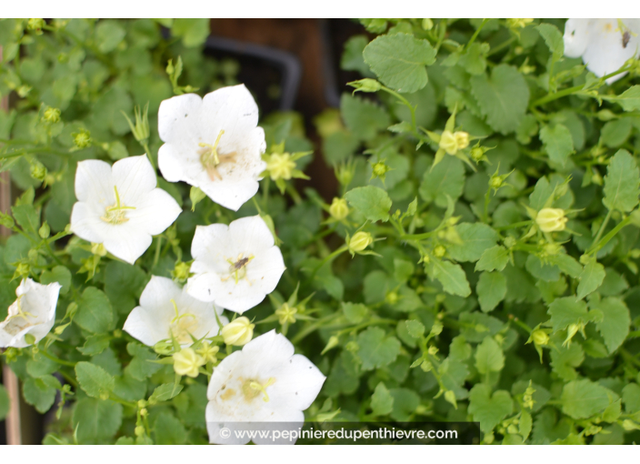 CAMPANULA carpatica 'Weisse Clips'