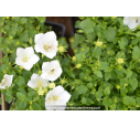 CAMPANULA carpatica 'Weisse Clips'