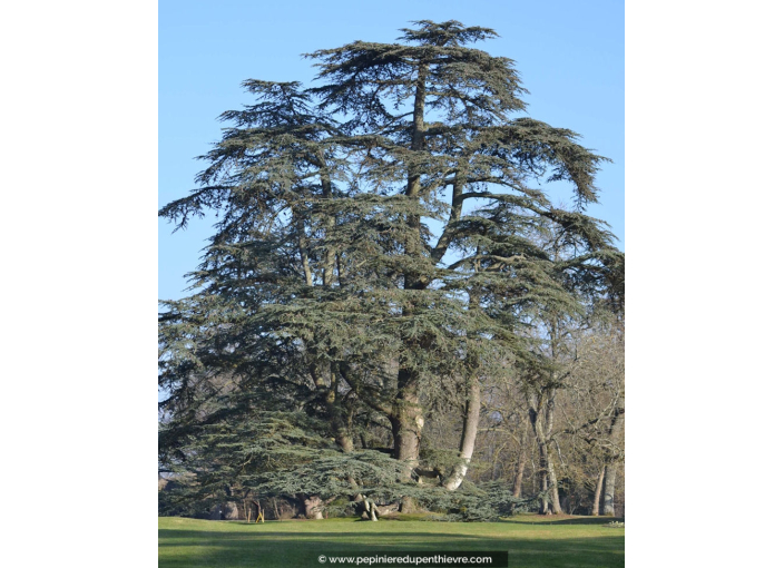 CEDRUS atlantica 'Glauca' CEDRUS atlantica 'Glauca'